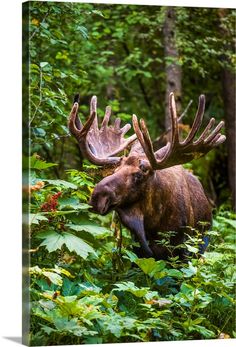 a moose with large antlers in the woods