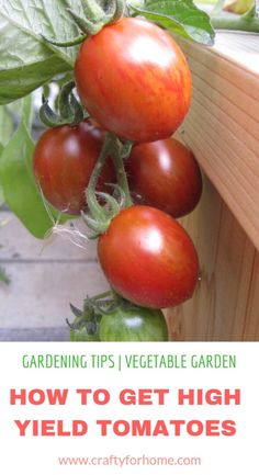 tomatoes growing on the vine with text overlay reading gardening tips vegetable garden how to get high yield tomatoes