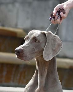 the dog is being held by someone's hand with a chain around its neck