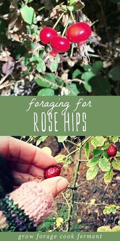 two red berries hanging from a tree with text overlay reading foraging for rose hips