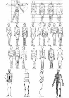 an image of various poses and body shapes for the human figure drawing class, created by students