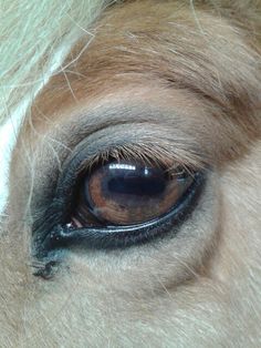 the eye of a horse with brown and white hair