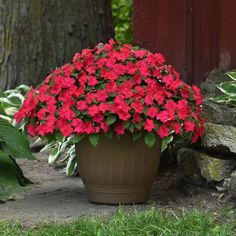 a potted plant with bright red flowers in the grass next to a rock wall