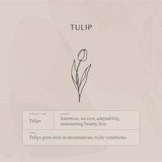 tulip is the only flower that grows in mountains, rocky conditions and has no leaves on it