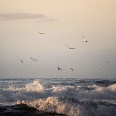 a flock of seagulls flying over the ocean with crashing waves in the foreground