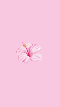 a pink flower on a pink background