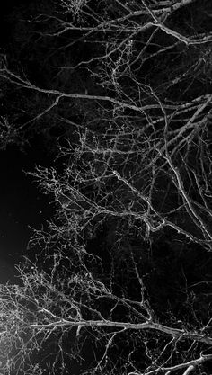 a black and white photo of trees at night