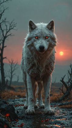 a white wolf standing in the middle of a forest at sunset with trees and bushes