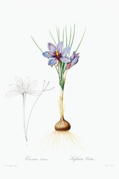 an illustration of three flowers with roots in the foreground and one flower on the right