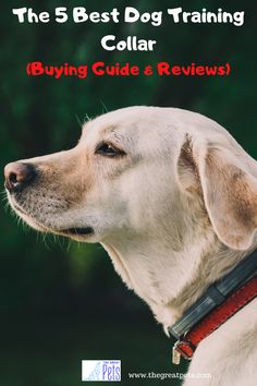 the 5 best dog training collar buying guide and review