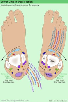 Ankle Anatomy, Medicine Anatomy, Nursing School Studying, Lower Limb, Medical School Studying