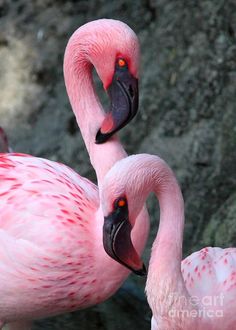 two pink flamingos standing next to each other