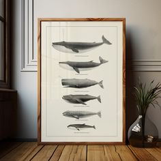 an art print of whale species displayed in a frame on a wooden floor next to a potted plant