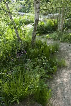 a dirt path surrounded by trees and flowers