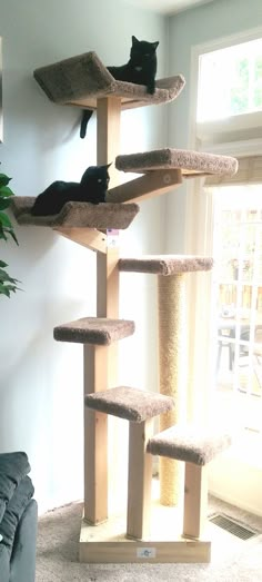 two cats are sitting on top of the cat tree