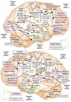 the human brain is divided into two sections and labeled in several different languages, including one with