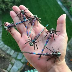 several small bugs sitting on top of each other in someone's hand with grass in the background