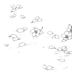 an ink drawing of flowers and leaves floating on the water