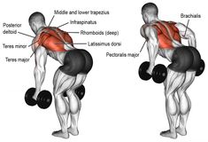 an image of a man doing the dumbbells with muscles labeled on each side