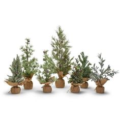 several small trees in wooden pots on a white background