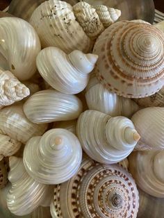 many sea shells are in a bowl on the table