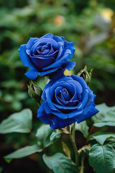 two blue roses with green leaves in the background