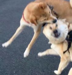 two dogs are playing with each other on the street and one is biting another dog's ear