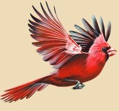 a drawing of a red bird with its wings spread