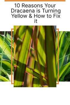 some green plants with the words 10 reason your dracana is turning yellow and how to fix it