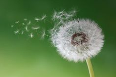 a dandelion blowing in the wind on a green background