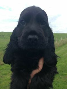 a black dog sitting on top of a person's hand in front of a green field