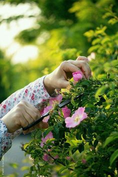 a woman is trimming a bush with scissors and pink flowers in the foreground