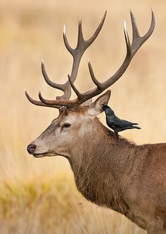 a bird sitting on the back of a deer's head