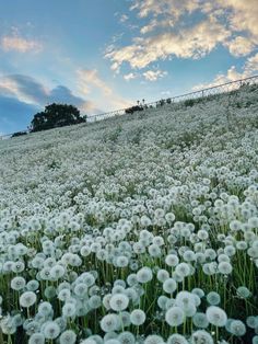 a field full of white dandelions under a blue sky with clouds in the background