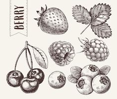 hand drawn berry set with berries, cherries and leaves in vintage engraving style on white background