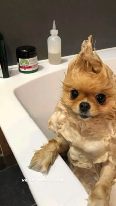 a small dog sitting in a bathtub with hair on it's head and looking at the camera