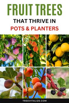 fruit trees that have fruits growing on them and the title overlay reads, what to grow in fruit trees that thrive in pots & planters