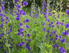 purple flowers are blooming in the garden