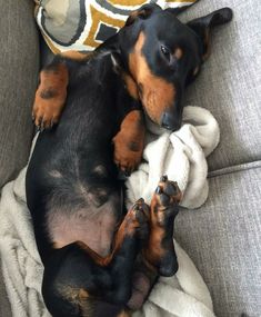 a small black and brown dog laying on top of a couch