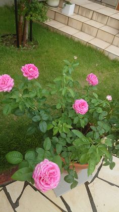 pink roses are growing in a pot on the ground next to some steps and grass