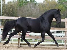 a black horse is trotting in an enclosed area