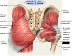 the muscles are labeled in this diagram