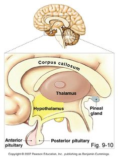 the structure of the human brain and its major structures, including the cerebratorys