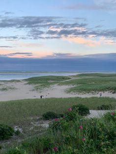 people walking on the beach at sunset with pink flowers in the foreground and an ocean in the background