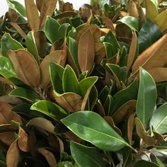 a bush with green leaves and brown stems