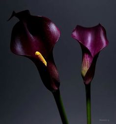 two purple flowers with yellow stamens in a vase