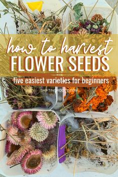 several different types of flowers and plants with text overlay that reads how to harvest flower seeds