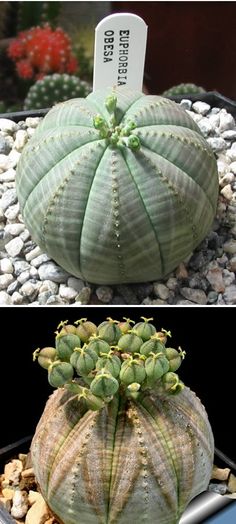 a green cactus sitting on top of a pile of rocks next to a small sign