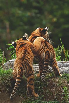 two tiger cubs playing together in the grass