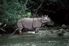 an animal that is standing in the water near some rocks and trees with it's trunk sticking out